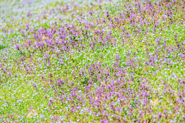 野原一面に咲く小さな花