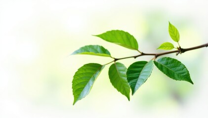 Single branch with leaves on white background, branches, nature, leafy