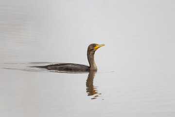 Cormorant in lake
