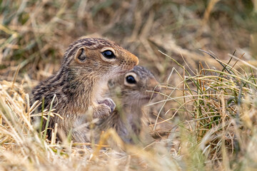 Baby gophers