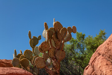 Opuntia chlorotica is a species of prickly pear in the family Cactaceae. pancake prickly pear, flapjack prickly pear and dollarjoint prickly pear.  Scenic Loop Dr, Red Rock Canyon, Las Vegas