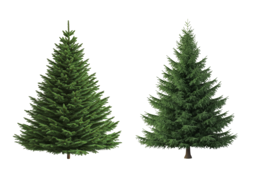 Realistic Christmas trees for decoration isolated on white or transparent background PNG, 3d rendering