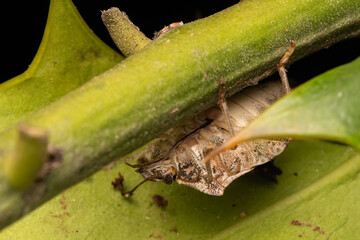 Punaise diabolique (Halyomorpha halys) 