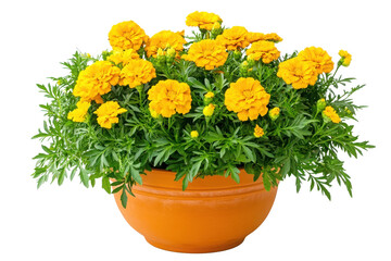Fototapeta premium Yellow marigold flower pot isolated on transparent background
