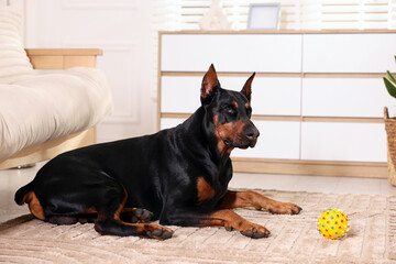 Adorable Doberman with toy on floor at home