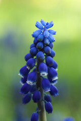 macro photo of blue grape hyacinths with green leaves in garden in the spring