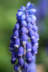macro photo of blue grape hyacinths with green leaves in garden in the spring