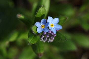 macro photo of Scorpion grasses, Forget-me-nots - Myosotis sylvatica in the spring garden 