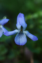 Viola odorata, violet flower in the spring forest. macro