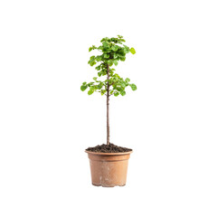 Obraz premium Young Hazelnut Tree Sapling in Terracotta Pot, Isolated on Transparent background