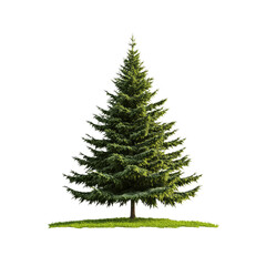 Fototapeta premium Majestic Evergreen Fir Tree Isolated on Transparent Background