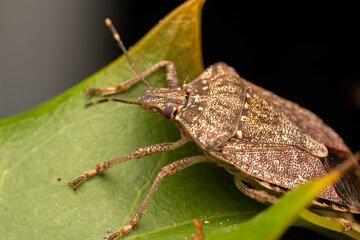 Punaise diabolique (Halyomorpha halys) 