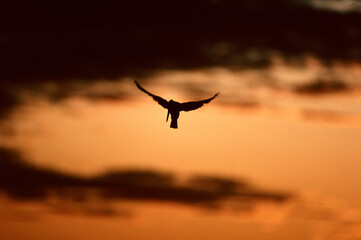 pied kingfisher hovering