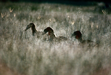Ground hornbills