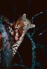 leopard on a tree with impala kill