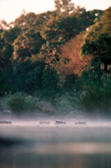 Hippos in early morning mist