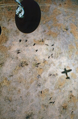 aerial animal count