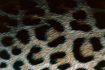 leopard fur texture