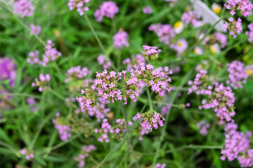Fototapeta premium Close-up of vibrant purple verbena flowers in a garden setting.