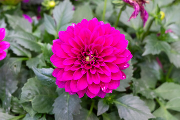 Obraz premium Close-up of a vibrant magenta dahlia flower.