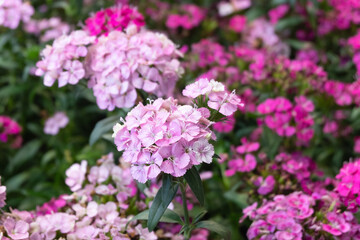 Obraz premium Close-up of Beautiful Pink Dianthus Flowers in Bloom