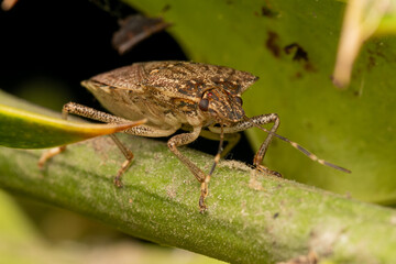 Punaise diabolique (Halyomorpha halys) 