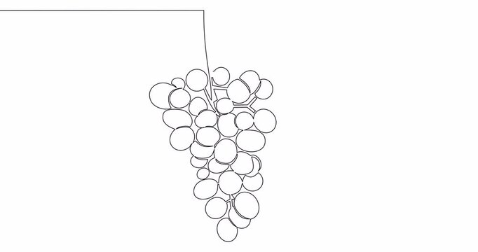 Self drawing line animation healthy organic grapes Fresh tropical fruitage continuous one single line drawn concept video