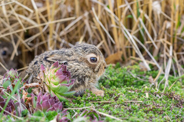 Baby Bunny emerging from its nest in spring