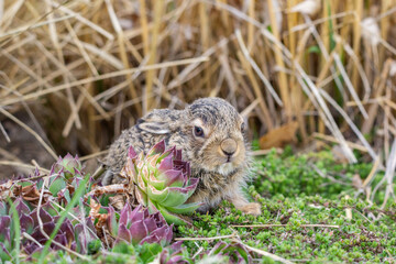 Baby Bunny emerging from its nest in spring
