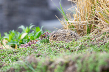 Baby Bunny emerging from its nest in spring