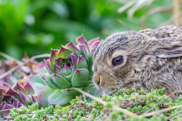 Baby Bunny emerging from its nest in spring