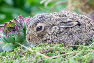 Baby Bunny emerging from its nest in spring