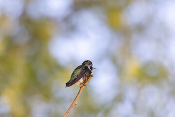 Up-Close Hummingbird perched on a tree branch