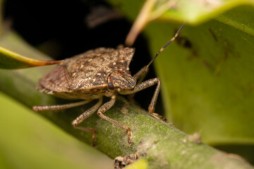 Punaise diabolique (Halyomorpha halys) 