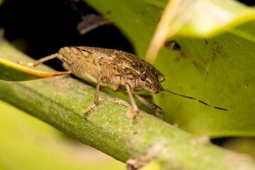 Punaise diabolique (Halyomorpha halys) 