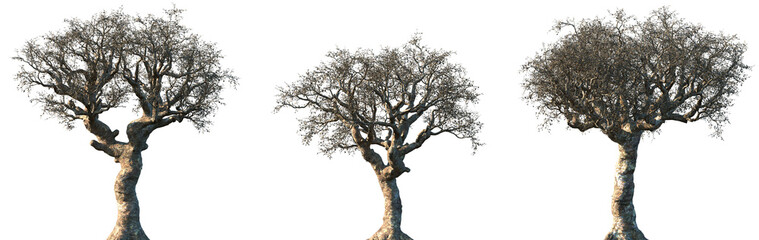 Set of Commiphora myrrha (called myrrh, African myrrh, herabol myrrh, Somali myrrhor, common myrrh)...