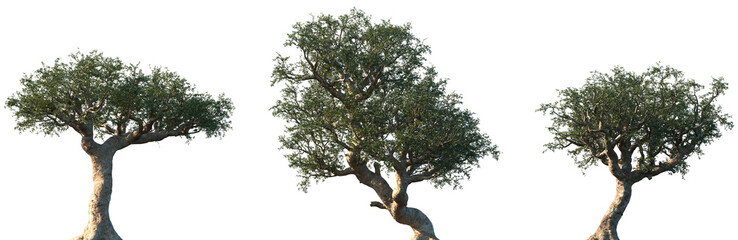 Set of Commiphora myrrha (called myrrh, African myrrh, herabol myrrh, Somali myrrhor, common myrrh)...