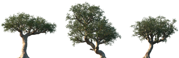 Set of Commiphora myrrha (called myrrh, African myrrh, herabol myrrh, Somali myrrhor, common myrrh) frontal street trees isolated png on a transparent background perfectly cutout