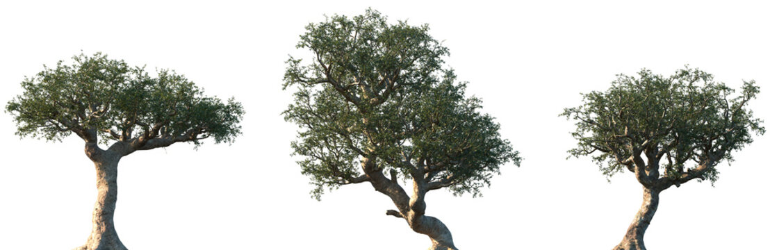 Set of Commiphora myrrha (called myrrh, African myrrh, herabol myrrh, Somali myrrhor, common myrrh) frontal street trees isolated png on a transparent background perfectly cutout