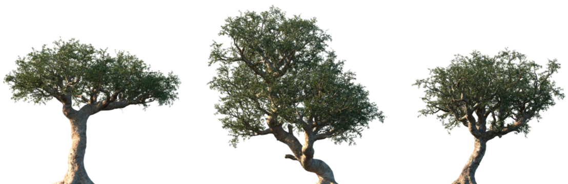 Set of Commiphora myrrha (called myrrh, African myrrh, herabol myrrh, Somali myrrhor, common myrrh) frontal street trees isolated png on a transparent background perfectly cutout
