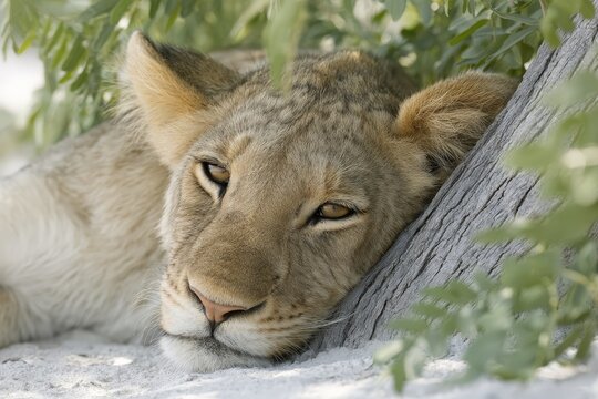 Young lioness resting under a tree in the shade during a warm afternoon in the savanna