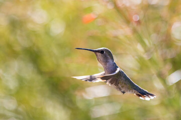 Fototapeta premium Close-Up Hummingbird in flight