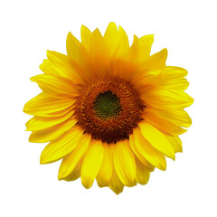 Sun flower