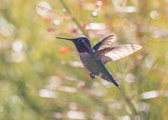 Close-Up Hummingbird in flight