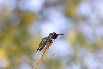Up-Close Hummingbird perched on a tree branch