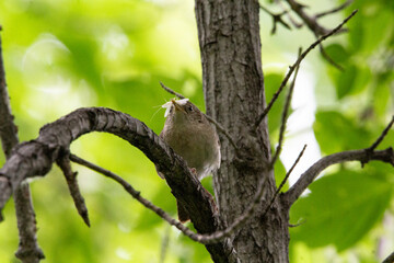 A up-close and colourful shot of a Wren with a four winged insect in it's beak.