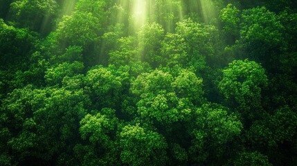 Obraz premium Lush green forest canopy, sunlight filtering through