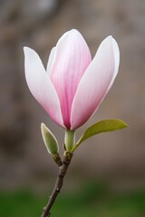 Fototapeta premium A pink flower with a green stem. The flower is in the middle of the image and is the main focus