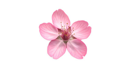 A single pink flower with a white background. The flower is the main focus of the image and it is the only thing that is visible. The flower is delicate and beautiful, and it gives off a sense of calm