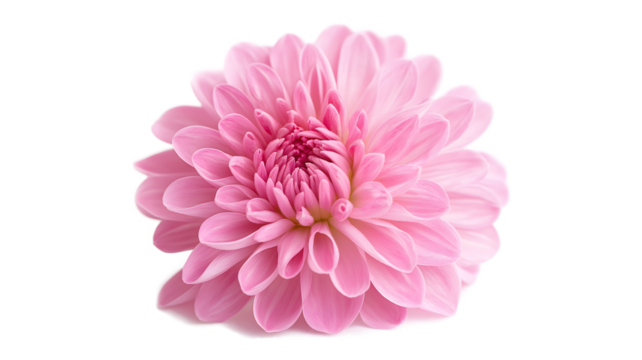 A single pink flower with a white background. The flower is the main focus of the image, and it is the only thing that is visible. The flower is in full bloom
